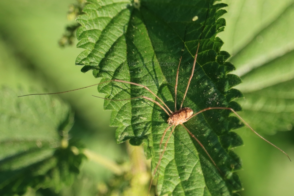 Phalangium opilio