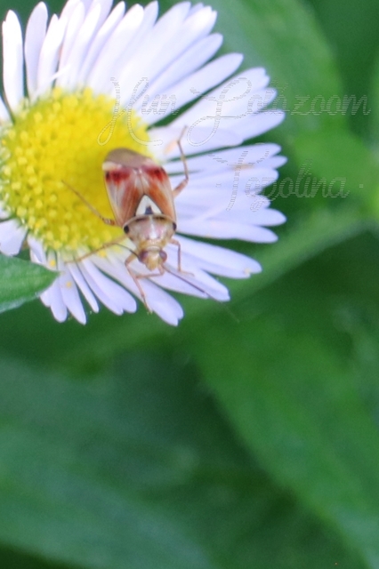 Lygus pratensis - változó mezeipoloska