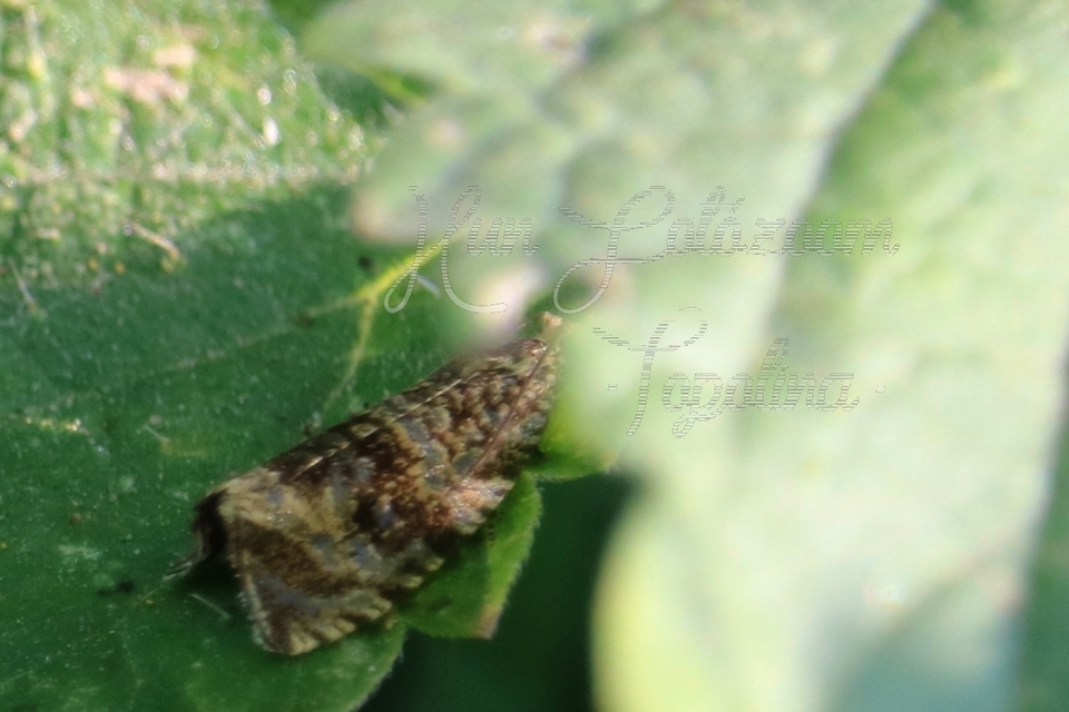 Celypha lacunana - vízparti tükrösmoly