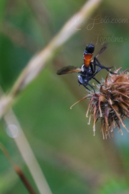 Cylindromyia