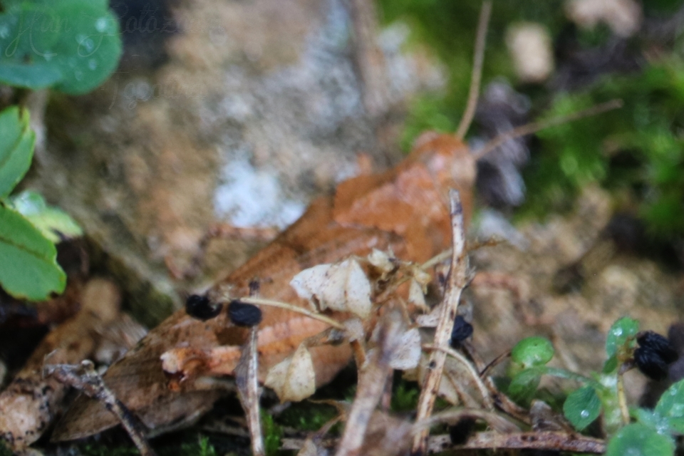 Oedipoda caerulescens - kékszárnyú sáska