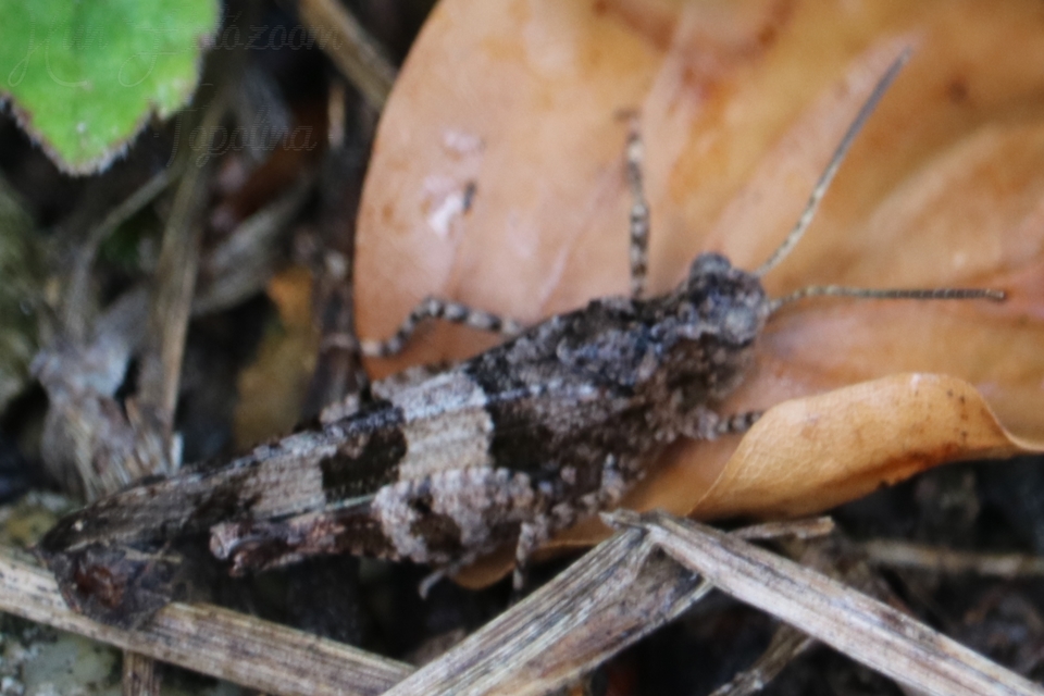 Oedipoda caerulescens - kékszárnyú sáska