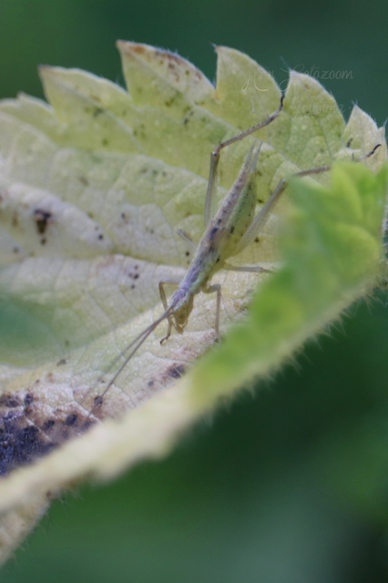 Oecanthus pellucens - pirregőtücsök