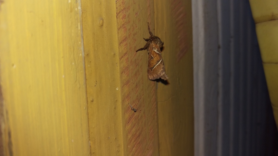 Triodia sylvina - kis gyökérrágólepke
