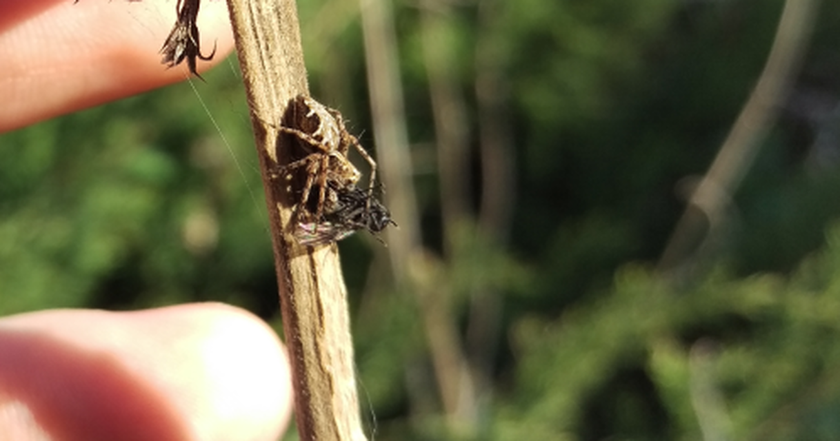 Oxyopes heterophthalmus - homoki hiúzpók