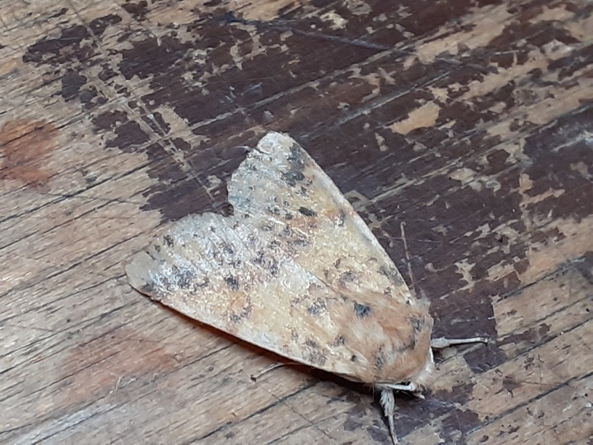 Cirrhia gilvago - foltos sárgabagoly