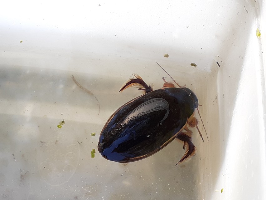 Dytiscus dimidiatus - tompacsípős csíkbogár