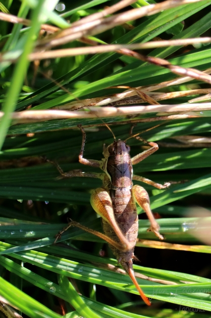 Pachytrachis gracilis - karcsú szöcske