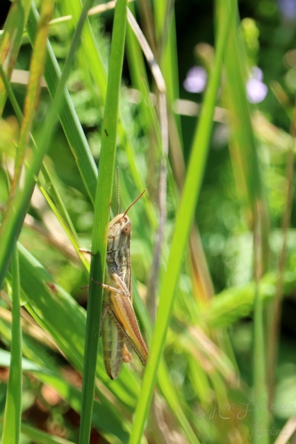 Euchorthippus declivus - rövidszárnyú rétisáska