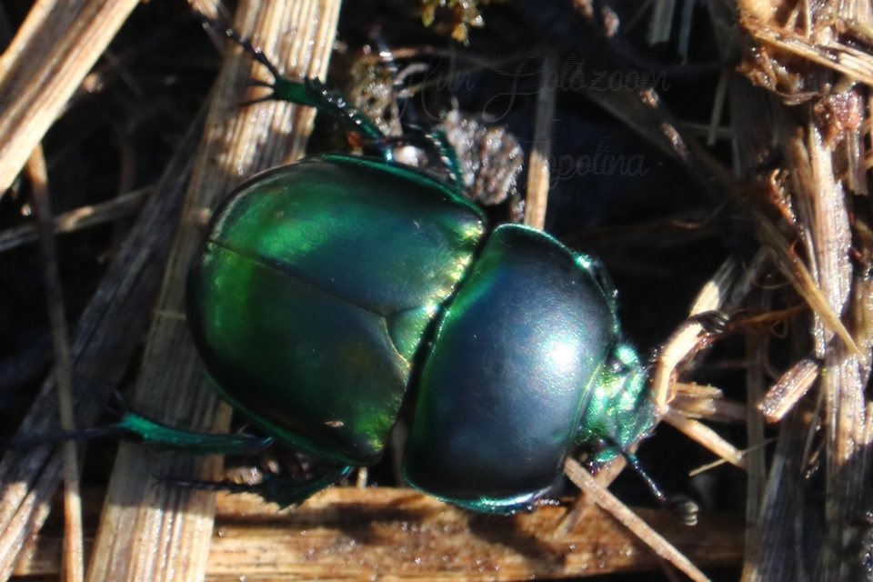 Trypocopris vernalis - tavaszi álganéjtúró