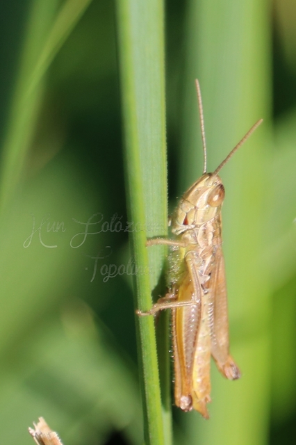 Euchorthippus declivus - rövidszárnyú rétisáska