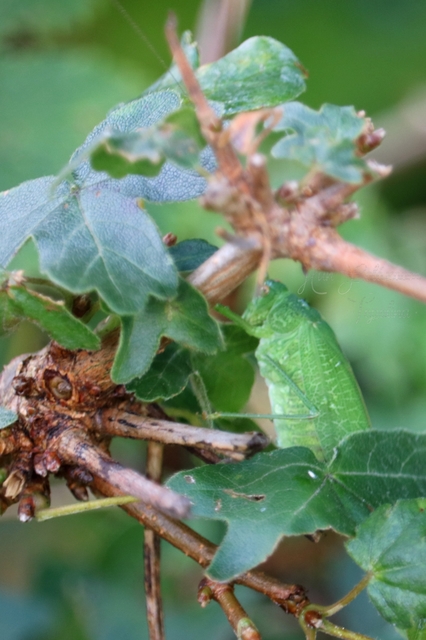 Phaneroptera nana - pontozott repülőszöcske