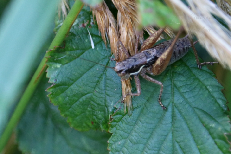 Pachytrachis gracilis - karcsú szöcske