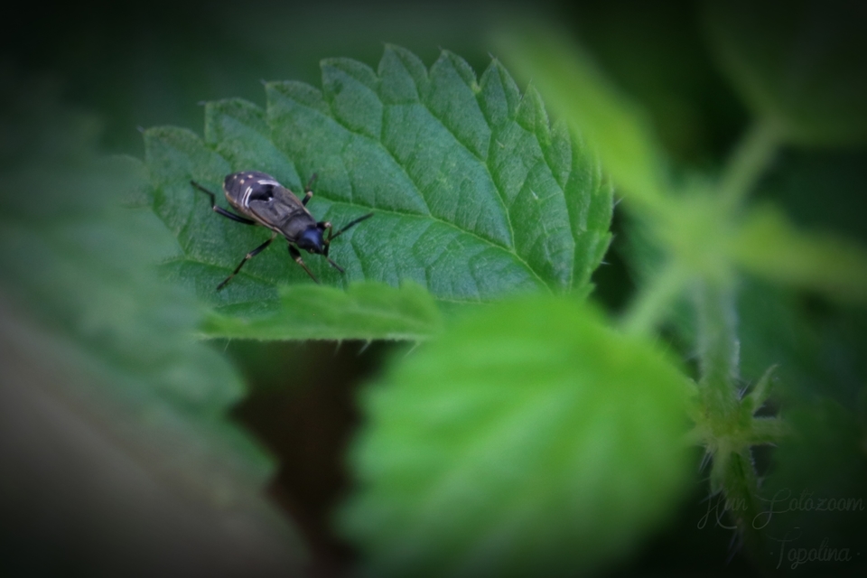 Rhyparochromus