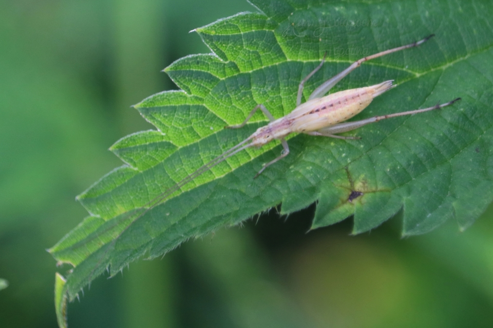 Oecanthus pellucens - pirregőtücsök