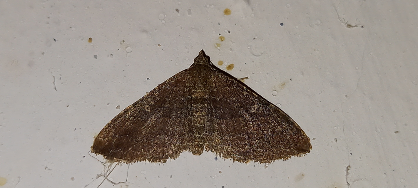 Orthonama obstipata - vándoraraszoló