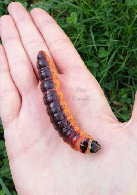 Cossus cossus - fűzfarontólepke