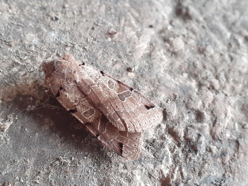 Anchoscelis litura - tarka őszibagoly