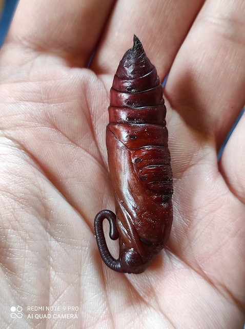 Agrius convolvuli - szulákszender