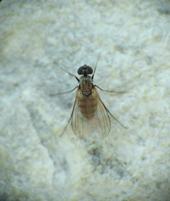 Medetera
