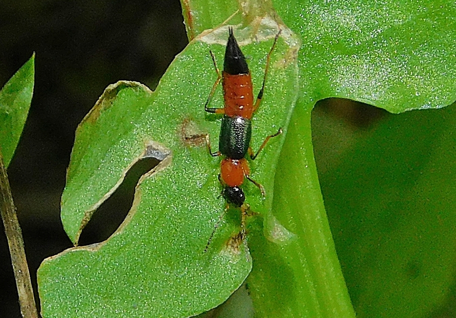 Paederus