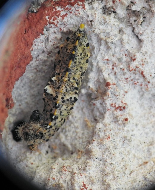 Pieris brassicae - káposztalepke