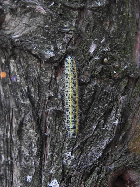 Pieris brassicae - káposztalepke