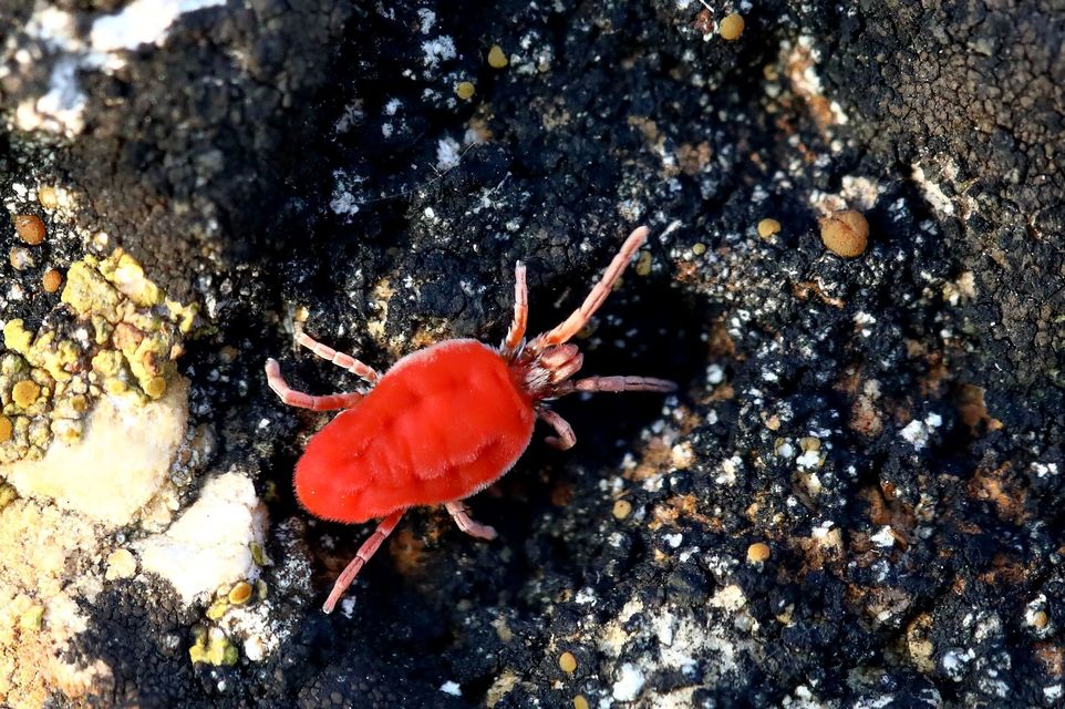 Trombidiidae