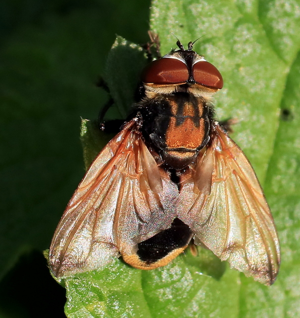 Phasia