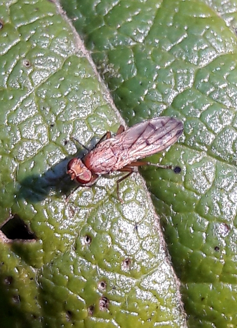 Opomyza florum