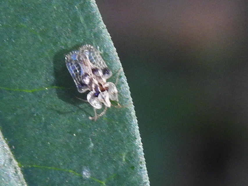 Corythucha arcuata - tölgy-csipkéspoloska
