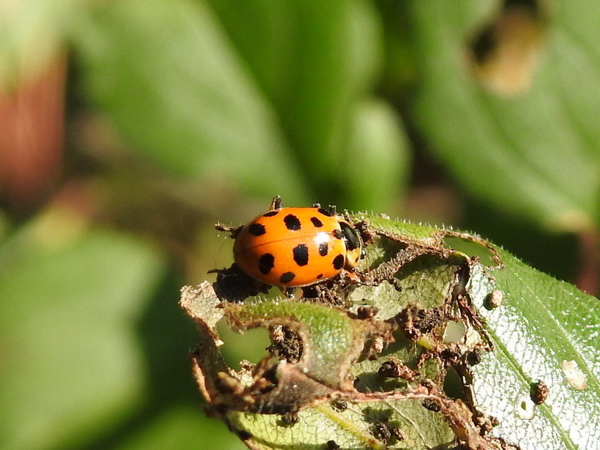 Hippodamia tredecimpunctata - mocsári katica