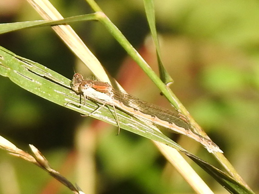 Sympecma fusca - téli rablószitakötő