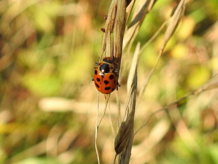 Hippodamia tredecimpunctata - mocsári katica
