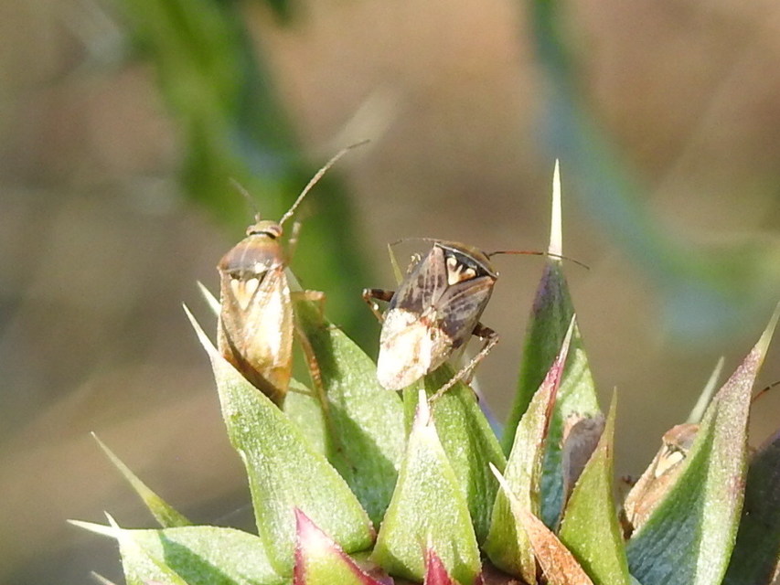 Lygus rugulipennis - molyhos mezeipoloska