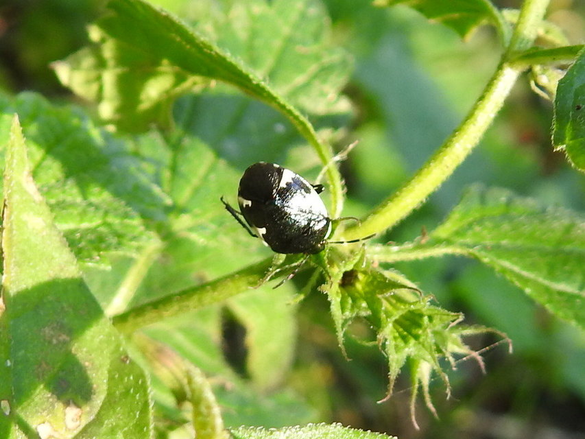 Tritomegas sexmaculatus - hatfoltos földipoloska
