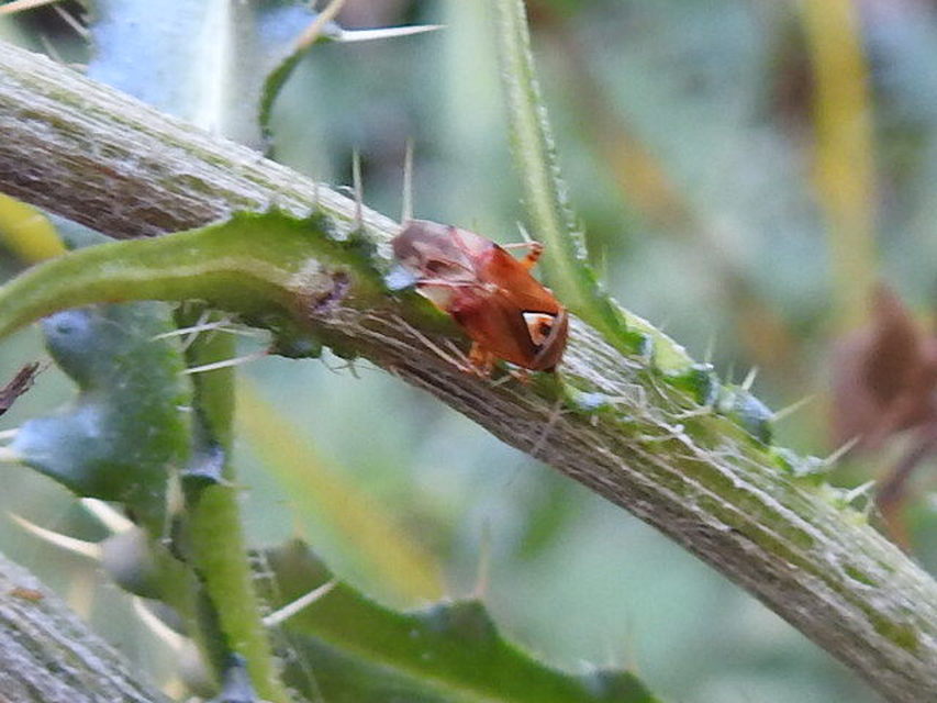 Lygus pratensis - változó mezeipoloska