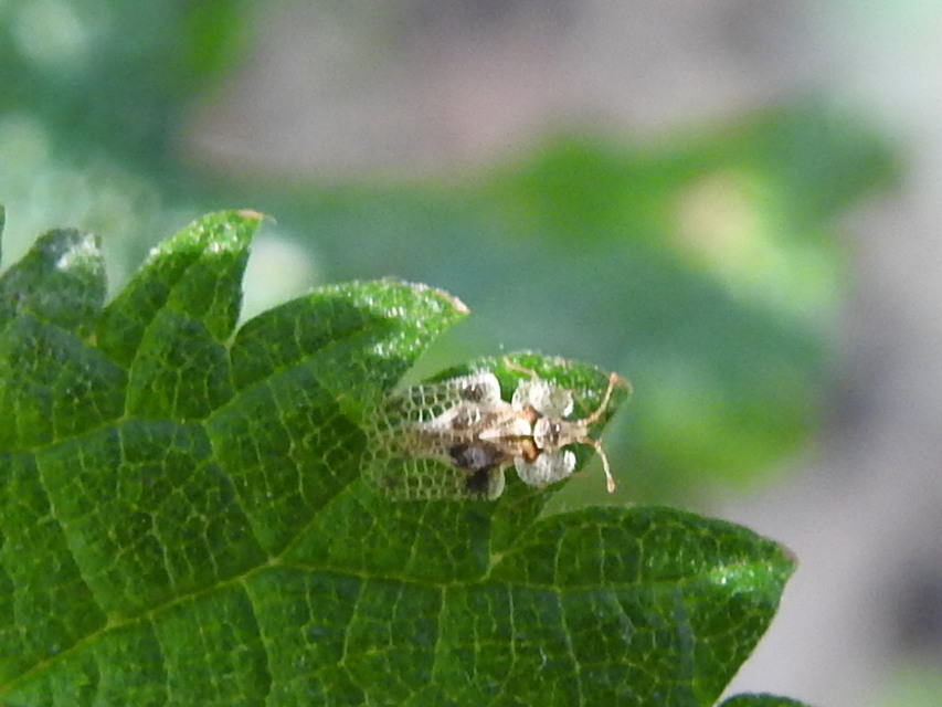 Corythucha arcuata - tölgy-csipkéspoloska