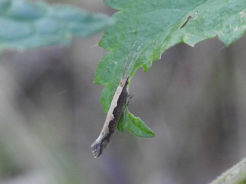 Plutella xylostella - káposztamoly