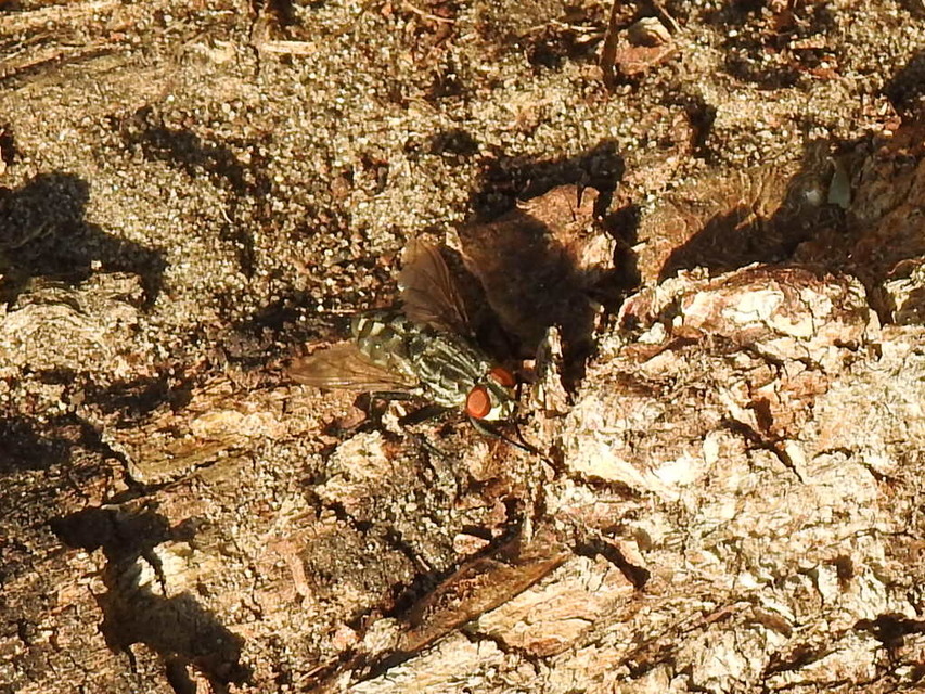 Sarcophaginae