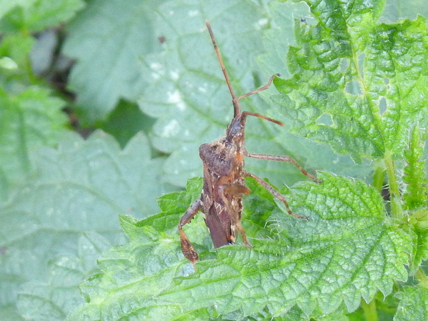 Leptoglossus occidentalis - nyugati levéllábú poloska