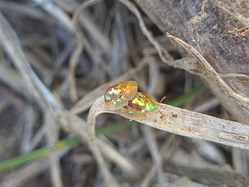 Cassida subreticulata - aranyfényű pajzsbogár Cassida subreticulata - aranyfényű pajzsbogár