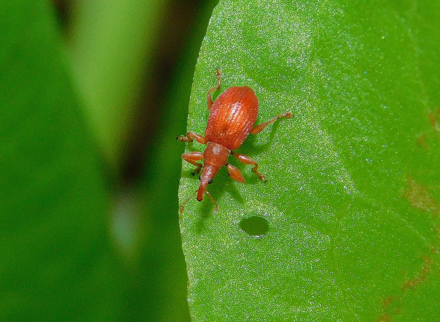 Apion frumentarium - vörös cickányormányos