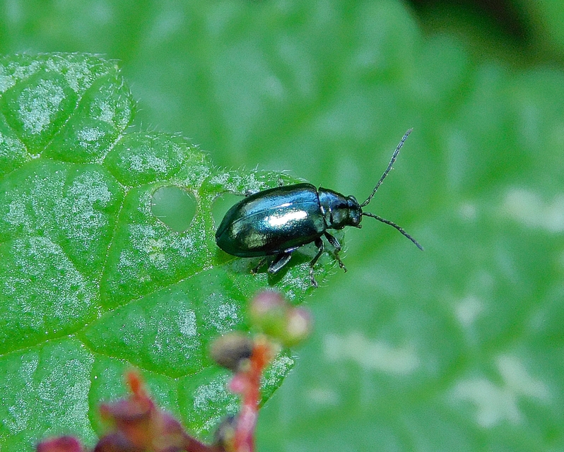 Altica