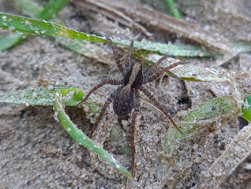 Pardosa alacris/lugubris