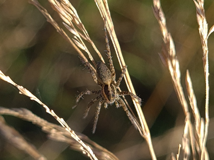 Pardosa agrestis - pusztai farkaspók