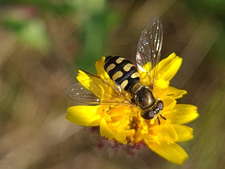 Eupeodes