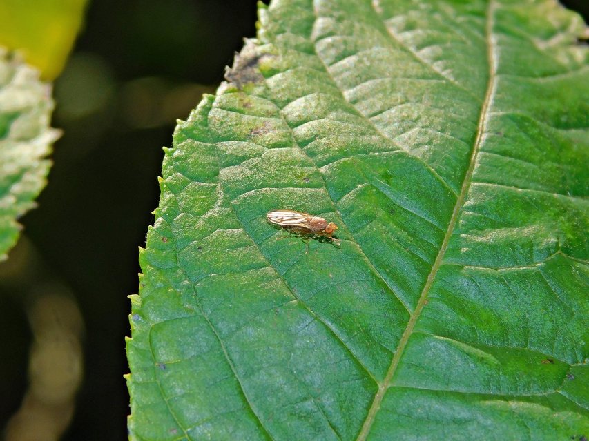 Opomyza florum