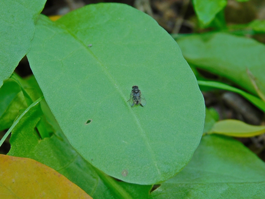 Platypezidae - kormoslegyek