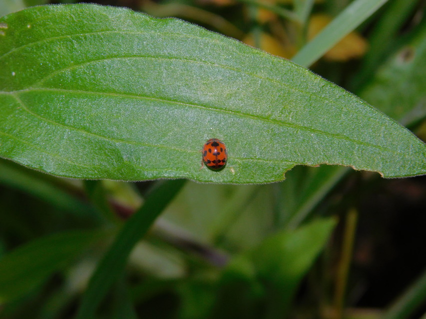 Subcoccinella vigintiquatuorpunctata - lucernaböde